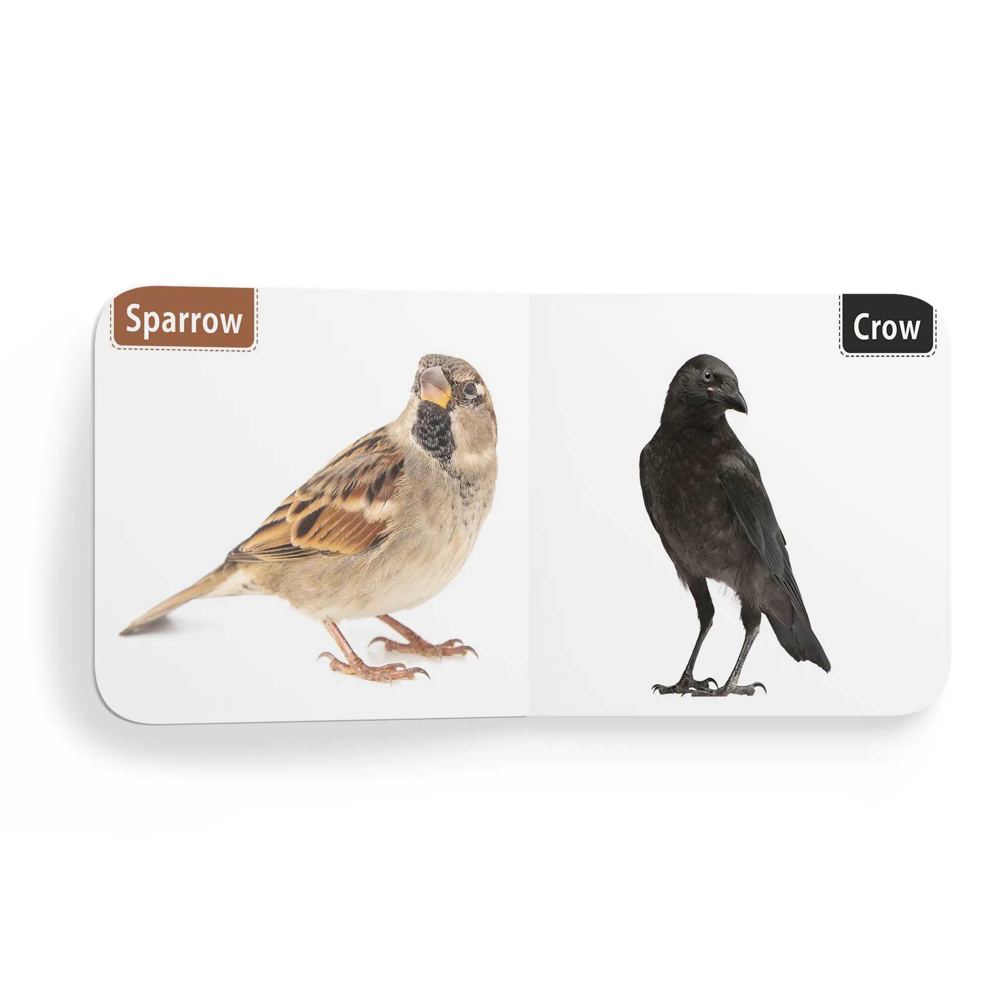 My First Tiny Board Book - Birds Books For Kids Board Book,   